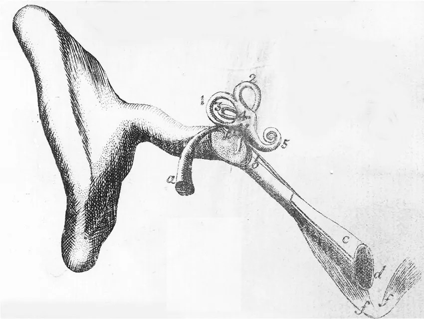 Visxon：医学插画的历史演变与启发